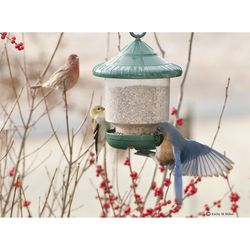 Songbird Essentials Songbird 4 cups Plastic Clingers Bird Feeder