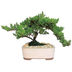 Eve's Garden 12 in. H X 12 in. W X 10 in. D X 12 in. D Ceramic Bonsai Tree Multicolored