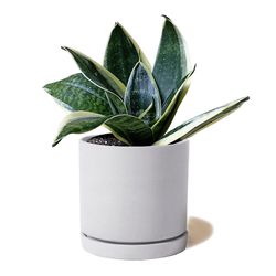 Chive Dojo 3.5 in. H X 3.5 in. D Ceramic Succulent Pot Light Grey