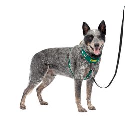 PetSafe Easy Walk Green Fabric Dog Harness Medium/Large