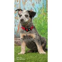 BrownTrout Publishers Puppies I Love 2026 Planner