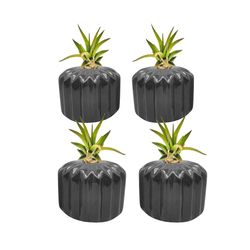 Russell's Bromeliads Counter Display Classic Set Black Air Plant