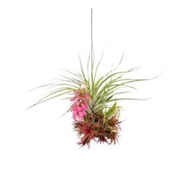 Russell's Bromeliads Mini Wonders Air Plant