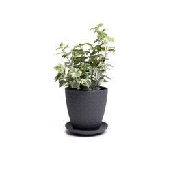 Chive Virago 5 in. D Ceramic Shape B Flower Pot Black