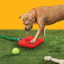 Quirky Pawcet Red Plastic 5 oz Automatic Pet Waterer