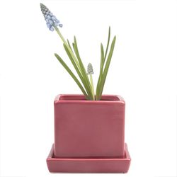 Chive Cube and Saucer 3 in. D Ceramic Succulent Pot Raspberry