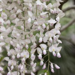 National Plant Network Wisteria White Grower Perennial Plant