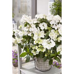 Proven Winners Hydrangea Shrubs