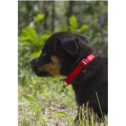 LupinePet Basic Solids Red Red Nylon Dog Adjustable Collar