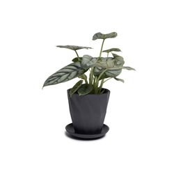 Chive Virago 5 in. D Ceramic Shape G Flower Pot Black