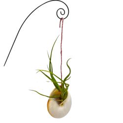 Russell's Bromeliads Multicolored Nautilus Shell Decorative Planter Air Plant