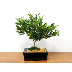 Eve's Garden Bonsai Tree 6 pk