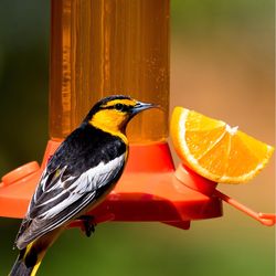 Perky-Pet Oriole 30 oz Glass/Plastic Nectar Bird Feeder 4 ports