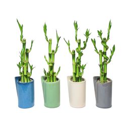 Eve's Garden 16 in. H X 4 in. W X 3.5 in. D Ceramic Folded Vase Tall with Straight Lucky Bamboo Stal