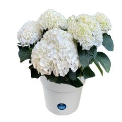 Proven Winners White Assorted Grower Flowering Plant