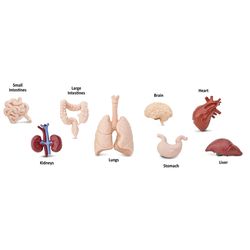 Safari Ltd. Toobs Human Organs Toy 8 pc