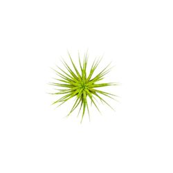 Russell's Bromeliads Assorted Air Plant