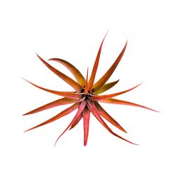 Russell's Bromeliads Capitata Fuschia Small Air Plant