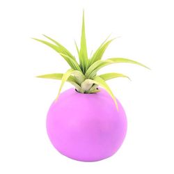 Russell's Bromeliads Matte Cement Bubble Pot Decorative Planter Air Plant