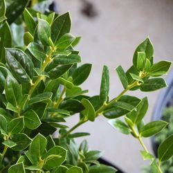 National Plant Network Holly Needlepoint Grower Shrubs