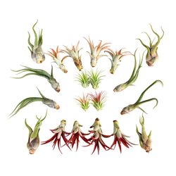 Russell's Bromeliads 2-4 in. M Air Plant
