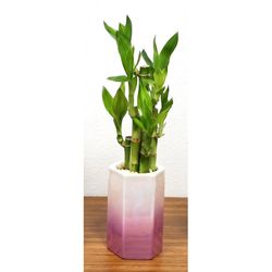 Eve's Garden 14 in. H X 3 in. D Ceramic Pearlized Vase with Lucky Bamboo Stalks Multicolored