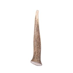 Bucky Bites Medium/Large Adult Antler Antler 4 in. L 1 pk