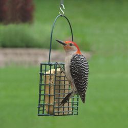 Audubon Wild Bird Steel Suet Bird Feeder
