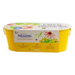 Buzzy Pollinator Windowsill Coneflower Flower Grow Pot 1 pk