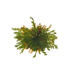 Russell's Bromeliads Green Resurrection Plant Grower Exotic Plant