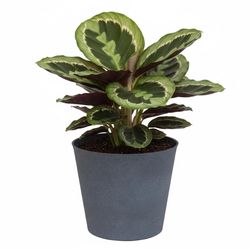 Austram Vizcaya 11 in. H X 9 in. W X 12 in. D Stone Pot Anchor Gray