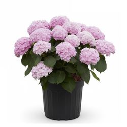2G Hydrangea Purple Assorted Flowering Plant
