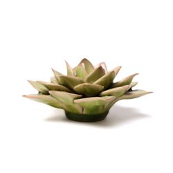 Chive English Garden 2.4 in. H X 4.7 in. L Glazed Green Ceramic Medium Succulent Wall Flower