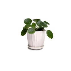 Chive Virago 3.3 in. D Ceramic Shape E Succulent Pot White
