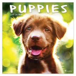 TF Publishing Puppies 2019 Calendar Fiber/Paper Laminate 1 pk