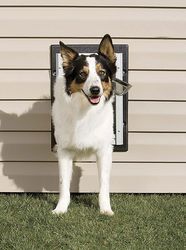 PetSafe 8 in. H X 11 in. W Small Aluminum Wall Entry Pet Door
