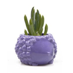 Chive Animal Planter 4 in. D Ceramic Hedgehog Succulent Pot Purple