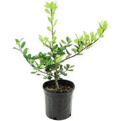 National Plant Network Holly Nellie R. Stevens Grower Shrubs