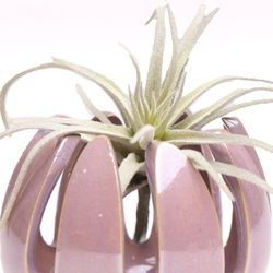 Chive Gideon 2.5 in. D Ceramic Air Plant and Succulent Grassy Mauve