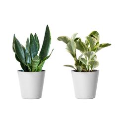 LiveTrends Assorted Foliage House Plant