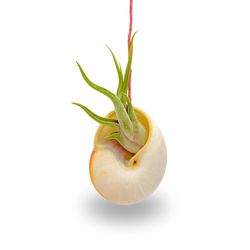 Russell's Bromeliads Nautilus Shell Hanging Air Plant