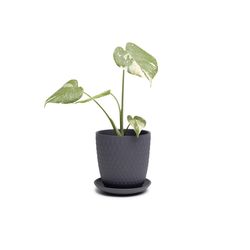 Chive Virago 5 in. D Ceramic Shape H Flower Pot Black