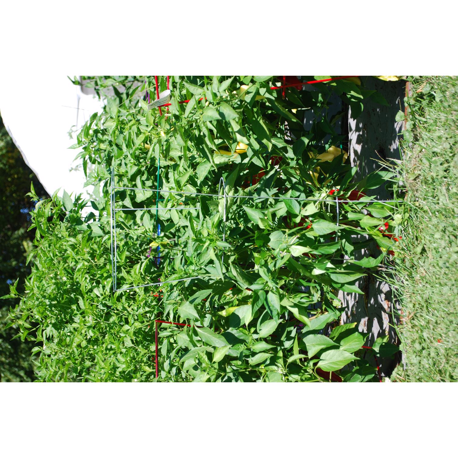 image-2